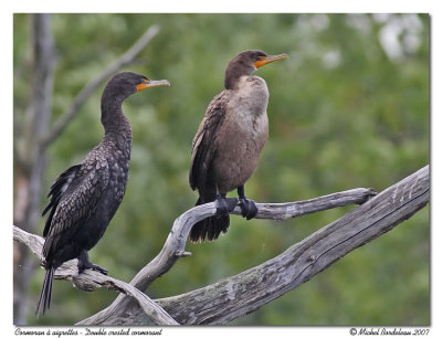 Cormoran  aigrettes - Double crested cormorant