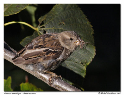 Moineau domestique - House sparrow