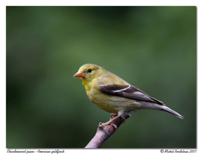 Chardonneret jauneAmerican goldfinch