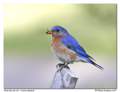 Merle bleu de l'est  Eastern blueblird