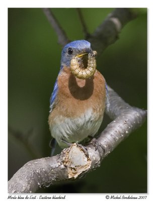 Merle bleu de l'est  Eastern blueblird