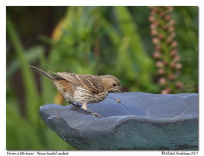 Vacher à tête brune - Brown headed cowbird