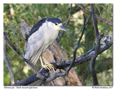 Bihoreau gris <br> Black crowned night heron