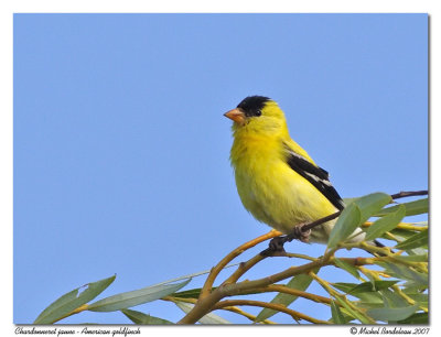 Chardonneret jaune American goldfinch