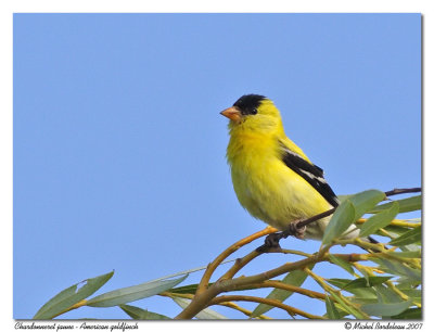 Chardonneret jaune  American goldfinch