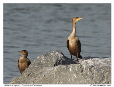 Cormoran  aigrettes - Double crested cormorant