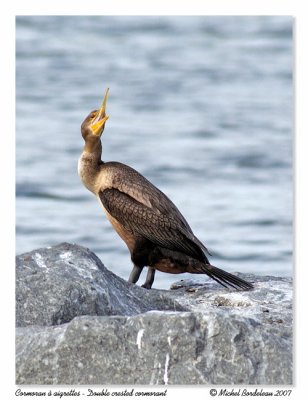 Cormoran  aigrettes - Double crested cormorant
