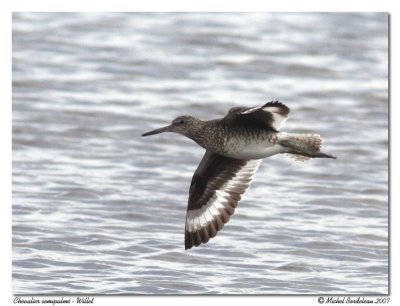 Chevalier semipalm - Willet