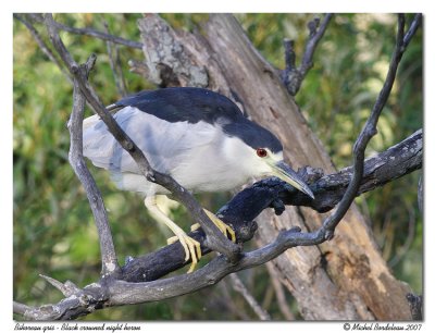 Bihoreau gris - Black crowned night heron