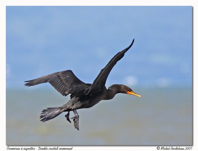 Cormoran  aigrettes  Double crested cormorant