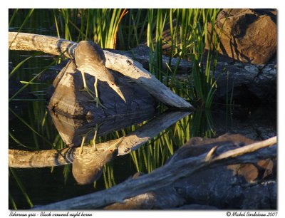 Bihoreau gris - Black crowned night heron