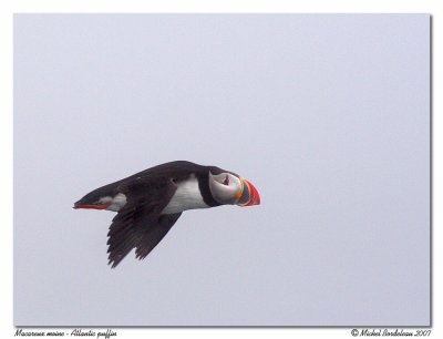 Macareux moine  Atlantic puffin