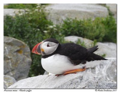 Macareux moine  Atlantic puffin