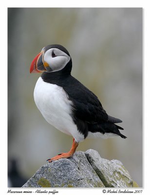 Macareux moine  Atlantic puffin