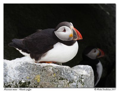 Macareux moine  Atlantic puffin