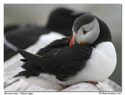 Macareux moine  Atlantic puffin