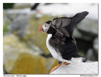 Macareux moine <br> Atlantic puffin