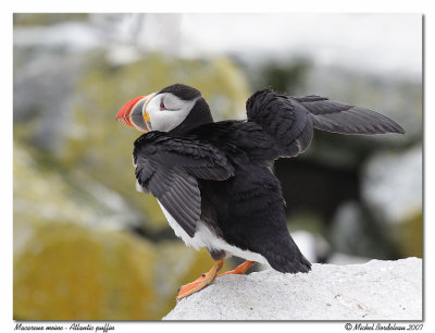 Macareux moine  Atlantic puffin