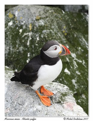 Macareux moine  Atlantic puffin