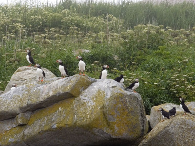 Macareux moine  Atlantic puffin