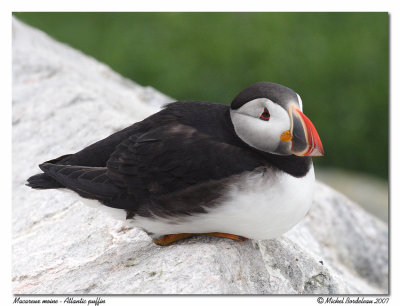 Macareux moine <br> Atlantic puffin