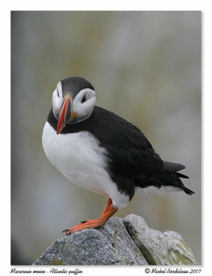 Macareux moine  Atlantic puffin