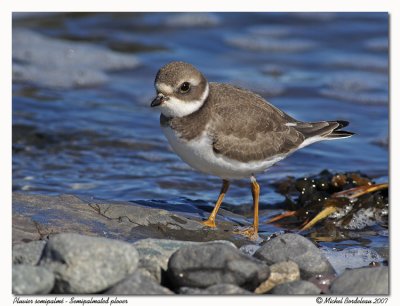 Pluvier semipalm  Semipalmated plover