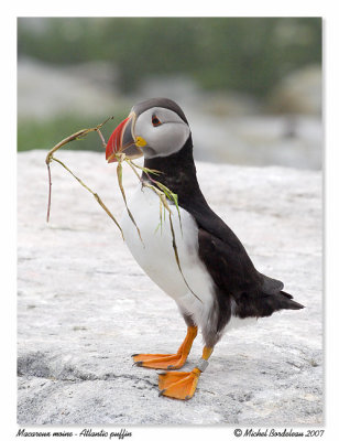 Macareux moine  Atlantic puffin