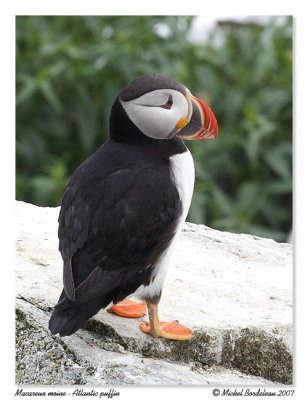 Macareux moine  Atlantic puffin