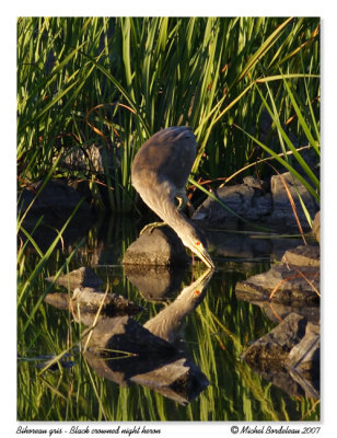 Bihoreau gris - Black crowned night heron