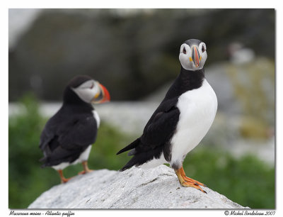 Macareux moine  Atlantic puffin