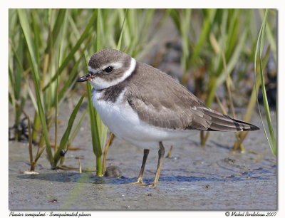 Pluvier semipalm  Semipalmated plover