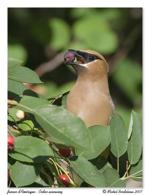 Jaseur d'Amrique  Cedar waxwing