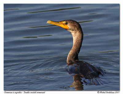 Cormoran  aigrettes <br> Double crested cormorant