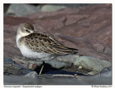 Bcasseau semipalm - Semipalmated Sandpiper