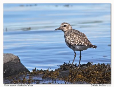 Pluvier argent - Black bellied plover