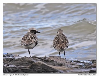 Pluvier argent - Black bellied plover
