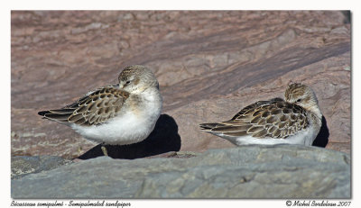 Bcasseau semipalm - Semipalmated Sandpiper