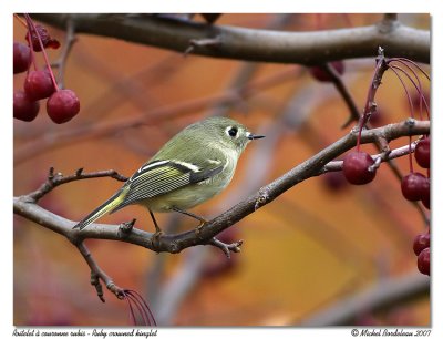 Roitelet  couronne rubis  Ruby crowned kinglet