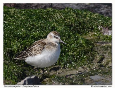 Bcasseau semipalm - Semipalmated Sandpiper