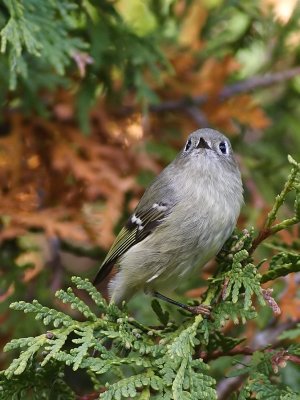Roitelet  couronne rubis - Ruby crowned kinglet