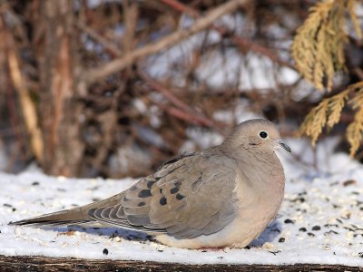 Tourterelle triste - Mourning dove