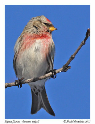 Sizerin flamm  Common redpoll