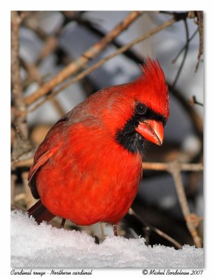 Cardinal rouge  Northern cardinal