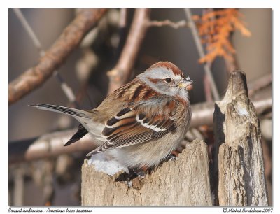 Bruant hudsonien  American tree sparrow