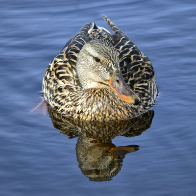 _DSC0962pb.jpg Female Mallard Duck