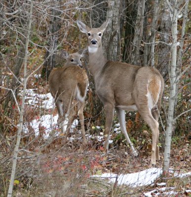 Whitetail Doe and Fawn