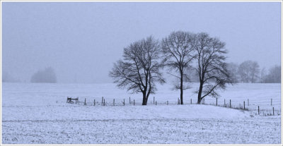 In Fields