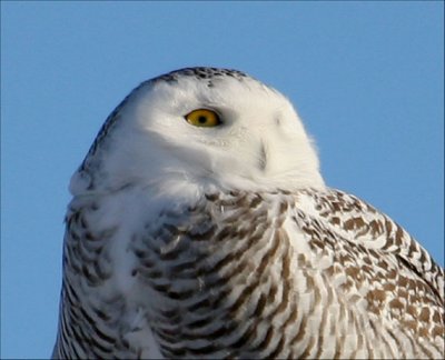 Alberta Snowy Owl Collection 2007  Take a Look, There Worth It  82 photos