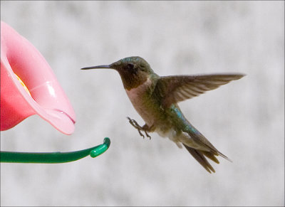 Hummingbirds 2007